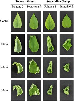 Drought Stress-Mediated <mark class="highlighted">Transcriptome Profile</mark> Reveals NCED as a Key Player Modulating Drought Tolerance in Populus davidiana